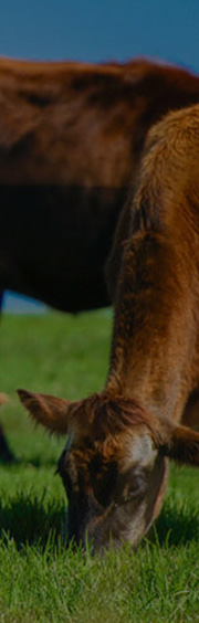 牧業
